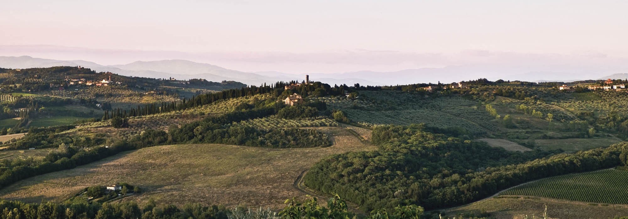 Olio Extravergine d'Oliva – Das Gold Italiens