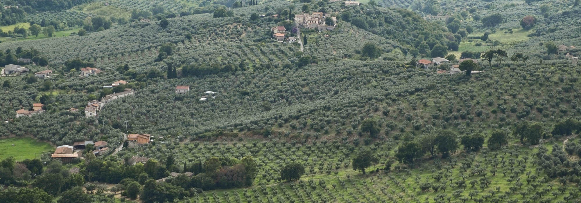 Olio Extravergine d'Oliva – Das Gold Italiens