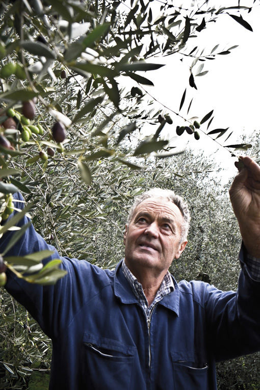 ölbauer_oliven_malcesine_DSCF6651